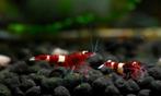 Crystal Golden, Red Wine en Black King Kong Shrimp Caridina, Dieren en Toebehoren, Vissen | Aquariumvissen, Kreeft, Krab of Garnaal