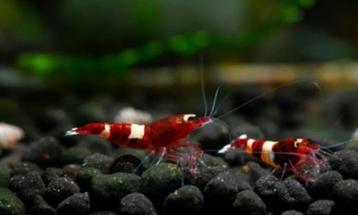 Crystal Golden, Red Wine en Black King Kong Shrimp Caridina beschikbaar voor biedingen
