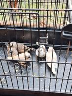 Mooie jonge zebravinken., Dieren en Toebehoren, Meerdere dieren, Tropenvogel