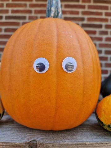 Super veel Halloween Pompoenen, bij Pompoenerie Wezep beschikbaar voor biedingen