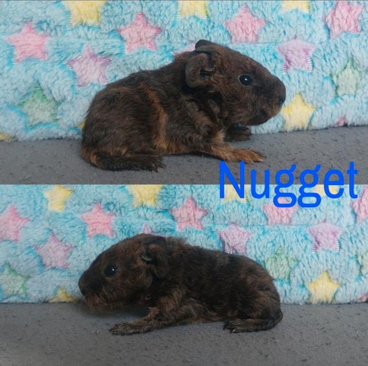 US teddy beren met stamboom*PRIJS VERLAAGD*, Dieren en Toebehoren, Knaagdieren, Mannelijk, Cavia, Augustus, Tam