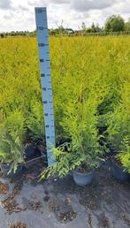 Thuja brabant haagconifeer haagplanten in potgekweekt, Ophalen of Verzenden, Conifeer, 100 tot 250 cm