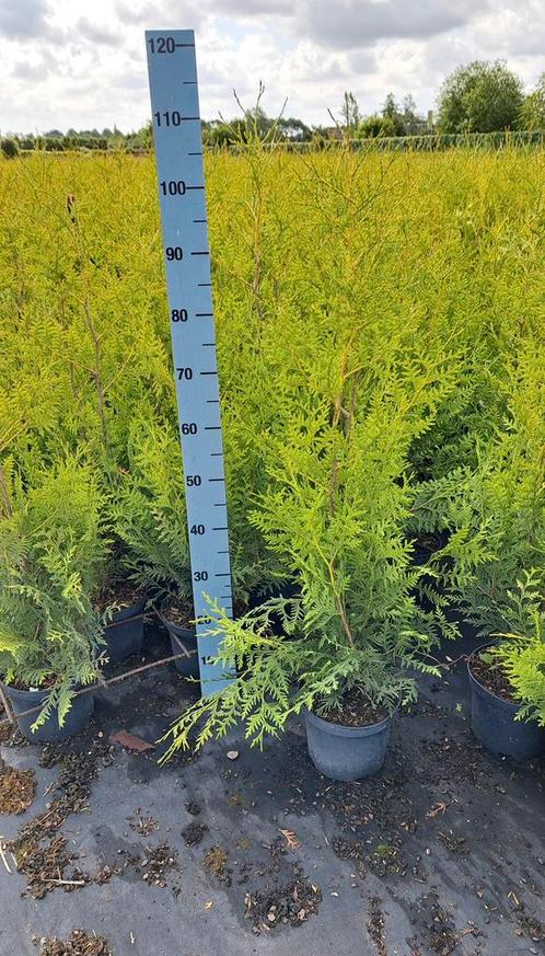 Thuja brabant haagconifeer haagplanten in potgekweekt, Tuin en Terras, Planten | Struiken en Hagen, Conifeer, 100 tot 250 cm, Ophalen of Verzenden