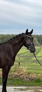 Knappe vier jarige KWPN dressuur ruin • Knap & Lief, Dieren en Toebehoren, Paarden, Ruin, Dressuurpaard