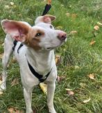 PEARL podenca X 1.5jr lief zachtaardig gezond - in Belgie, Dieren en Toebehoren, Honden | Niet-rashonden, Particulier, Rabiës (hondsdolheid)