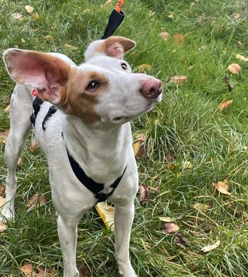 PEARL podenca X 1.5jr lief zachtaardig gezond - in Belgie beschikbaar voor biedingen