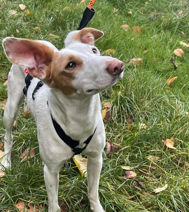 PEARL podenca X 1.5jr lief zachtaardig gezond - in Belgie, Dieren en Toebehoren, Honden | Niet-rashonden, Middel, Teef, Particulier