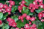 BOOM Crataegus m 'Paul's Scarlet' Rode meidoorn rijkbloeiend, Overige soorten, Vaste plant, Ophalen of Verzenden, Halfschaduw