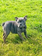 Prachtige Belgische franse bulldog pupjes te koop, CDV (hondenziekte), Meerdere, 8 tot 15 weken, Meerdere dieren