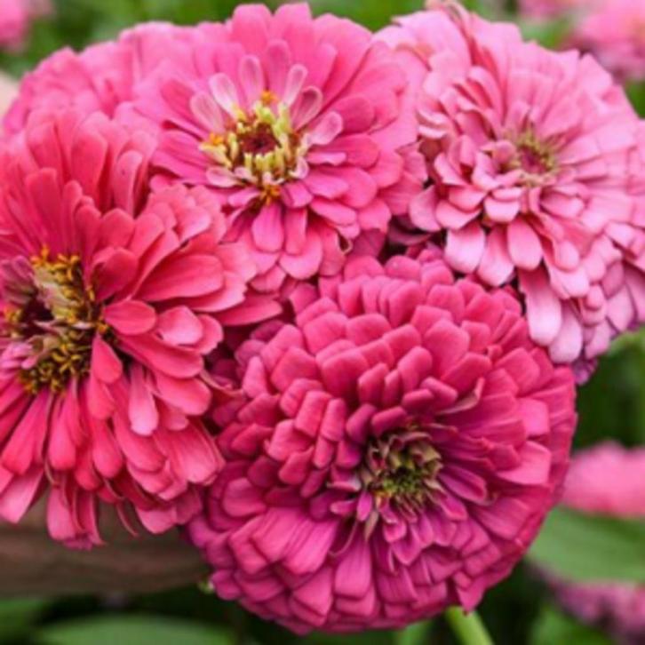 Zinnia Illumination zaden, Tuin en Terras, Bloembollen en Zaden, Zaad, Voorjaar, Volle zon, Ophalen of Verzenden