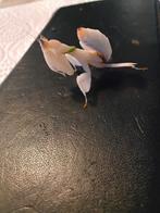 Orchidee Bidsprinkhaan ( Hymenopus Coronatus )