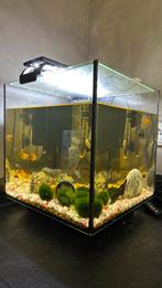 Qubiq 30 aquarium + vissen + verlichting en toebehoren, Dieren en Toebehoren, Vissen | Aquaria en Toebehoren, Ophalen, Zo goed als nieuw