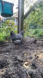 Diverse legkippen te koop, Dieren en Toebehoren, Vrouwelijk, Kip
