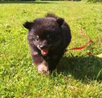 Pomeriaan pup zeer kleinblijvend! MAG MEE! Micro pomsky., CDV (hondenziekte), 8 tot 15 weken, Eén hond, Nederland