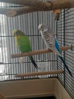 2 jonge grasparkieten, mannetjes, Dieren en Toebehoren, Vogels | Parkieten en Papegaaien, Mannelijk, Parkiet, Geringd