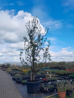 Oude perenbomen met veel korting, Tuin en Terras, Planten | Bomen, Ophalen of Verzenden, Volle zon, Overige soorten