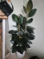 Ficus Elastica - plant in pot, Ophalen, Ficus, Halfschaduw, In pot