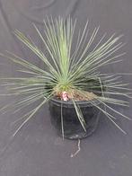 Yucca linearifolia ssp. Galeana 33, diameter 60 cm, Ophalen of Verzenden, Vaste plant, Overige soorten, Volle zon