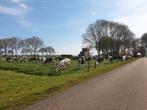Rundvlees, Ophalen