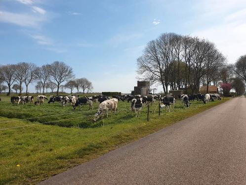 Rundvlees, Diversen, Levensmiddelen, Ophalen