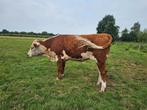 Hereford, Dieren en Toebehoren, Vrouwelijk