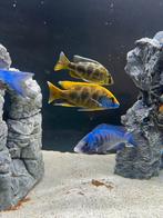 Nimbochromis Venustus Koppel (malawi cichliden), Dieren en Toebehoren, Vissen | Aquariumvissen, Vis