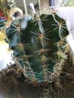 Cactus, Ophalen, Cactus, Volle zon, Minder dan 100 cm