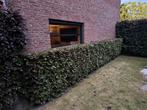 Beukenhaag ca 6 meter, Tuin en Terras, Planten | Struiken en Hagen, Ophalen, Beukenhaag, Haag, 100 tot 250 cm
