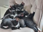 Tuxido Kittens, geënt en gechipt, Dieren en Toebehoren, Katten en Kittens | Overige Katten