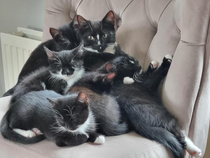 Tuxido Kittens, geënt en gechipt, Dieren en Toebehoren, Katten en Kittens | Overige Katten