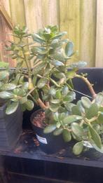 Jade plant of geldboom, Ophalen, Overige soorten, Minder dan 100 cm