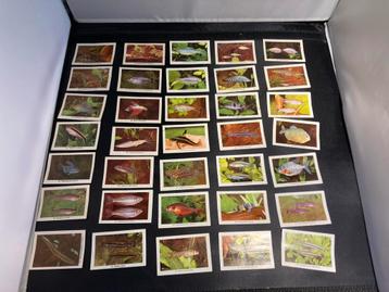 Vintage Rizla+ Plaatjes - Vissen & Vogels Compleet! beschikbaar voor biedingen