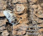 Armadillidium nasatum 'Dalmation', Overige soorten