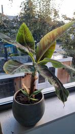 Kamerplant (Banaan), Huis en Inrichting, Kamerplanten, Overige soorten, Minder dan 100 cm, Groene kamerplant, Halfschaduw