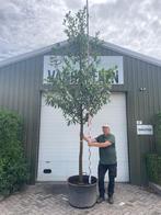Prunus laurocerasus 'Novita', Tuin en Terras, Planten | Bomen, Ophalen, Lente, Overige soorten, 400 cm of meer