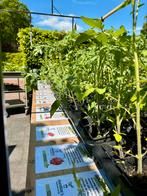 Groente plantjes, tomaten,paprika,peper,courgette,komkommer, Tuin en Terras, Ophalen, Volle zon, Groenteplanten, Eenjarig