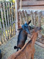 Bokjes, Dieren en Toebehoren, Mannelijk, Geit, 0 tot 2 jaar