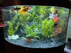 Juwel Trigon 190 Hoekaquarium, Dieren en Toebehoren, Vissen | Aquaria en Toebehoren, Ophalen, Gebruikt, Gevuld zoetwateraquarium