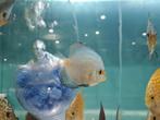 Reflection D (Kobalt) Discus, Symphysodon Discus, Dieren en Toebehoren, Vis, Zoetwatervis