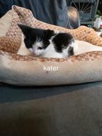 Kittens te koop, Dieren en Toebehoren, Katten en Kittens | Raskatten | Korthaar, Meerdere dieren, Ontwormd, 0 tot 2 jaar