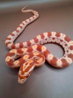 Pantherophis guttatus ~ Amel het motley, Dieren en Toebehoren, Reptielen en Amfibieën, Slang, 0 tot 2 jaar