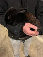 Goed plekje gezocht, Vrouwelijk