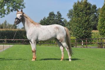 6 jarige topbrave E pony beschikbaar voor biedingen