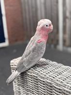 Rosé kaketoe pop (vrouwtje), Dieren en Toebehoren, Vogels | Parkieten en Papegaaien, Vrouwelijk, Papegaai, Geringd