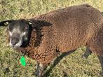 Stamboek blauwe texelaar ooi, Dieren en Toebehoren, Schapen, Geiten en Varkens, Vrouwelijk, Schaap