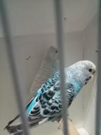 2 mooi koppels grasparkieten, Meerdere dieren, Parkiet