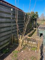 Hazelaar 2stuks, Tuin en Terras, Ophalen, Overige soorten, Minder dan 100 cm