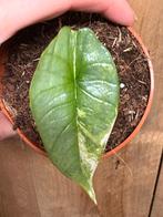 Alocasia platinum variegata plant albo white wit mint, Ophalen of Verzenden, Halfschaduw, Minder dan 100 cm