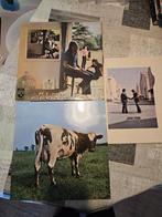 Pink Floyd Vinyl Collectie, Cd's en Dvd's, Ophalen, Gebruikt, 12 inch