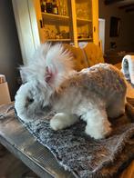 Raszuivere fullface Engelse Angora konijnen, Dieren en Toebehoren, Konijnen, Meerdere dieren, Middelgroot, 0 tot 2 jaar